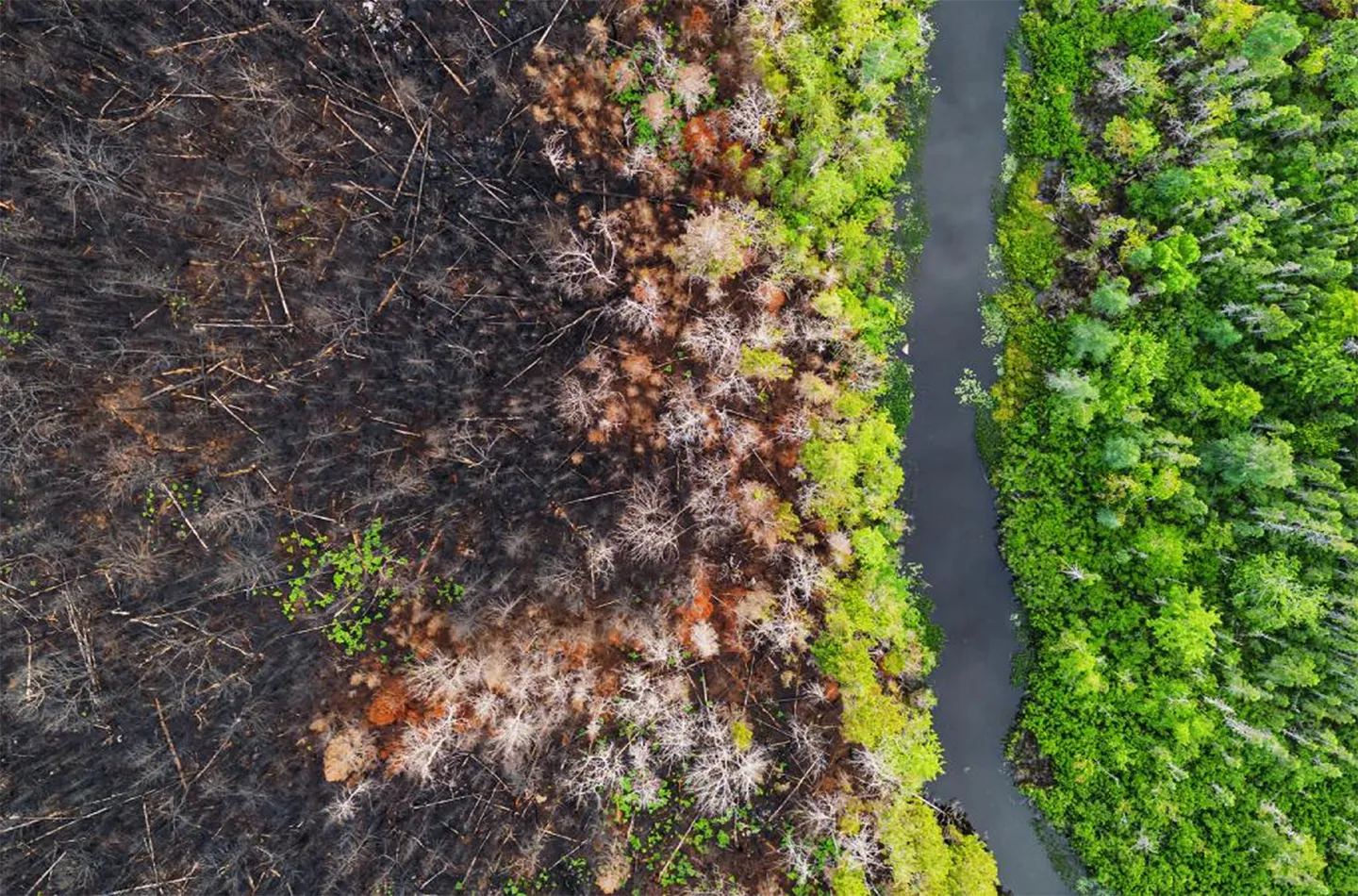 Aerial view of a river meandering through a forest