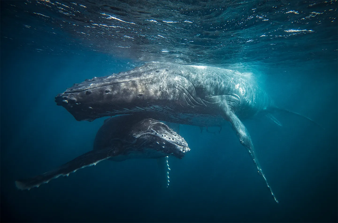 Underwater image of two humpback whales